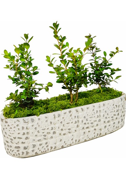Graceful Buxus Bonsai & Gül Desenli Uzun Saksıda Şimşir Bahçesi Canlı Bitki Kalıcı Bakımı Kolay modelleri