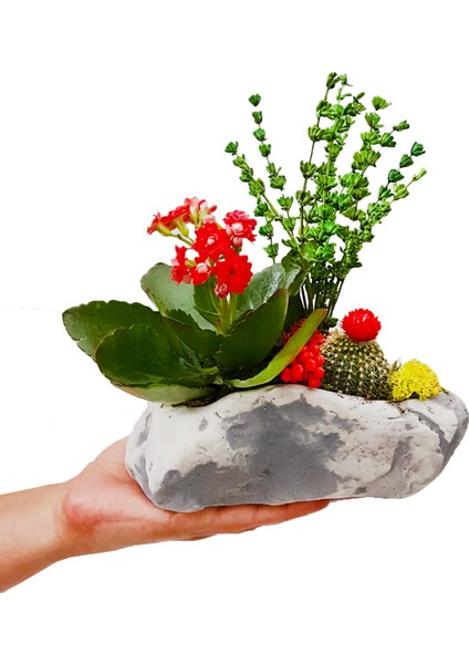 Flabellate Kalanchoe ve Kaktüs &taş Saksıda Canlı Mini Bahçe İç Mekan Bitkileri Hediye Tasarım Çiçek fiyatları