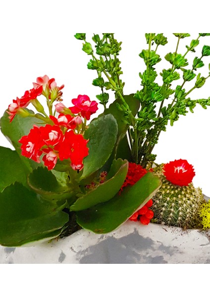 Flabellate Kalanchoe ve Kaktüs &taş Saksıda Canlı Mini Bahçe İç Mekan Bitkileri Hediye Tasarım Çiçek modelleri