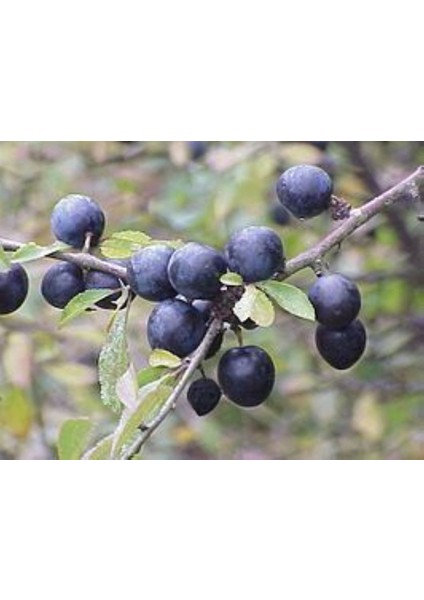 Bahçevilya Siyah Mersin Murt Fidanı 20-30 cm Boylarında Tüplü Bahçevilya