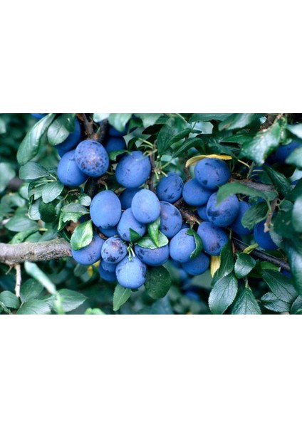 Bahçevilya Siyah Mersin Murt Fidanı 20-30 cm Boylarında Tüplü Bahçevilya fiyatları