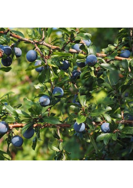 Bahçevilya Siyah Mersin Murt Fidanı 20-30 cm Boylarında Tüplü Bahçevilya modelleri