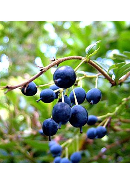 Bahçevilya Siyah Mersin Murt Fidanı 20-30 cm Boylarında Tüplü Bahçevilya fırsatları