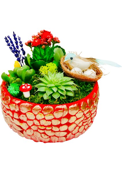 Bird Nest Kalanchoe Sukulent Tasarımı & Beton Kırmızı Saksıda Canlı İç Mekan Bitkileri Çiçek Hediye