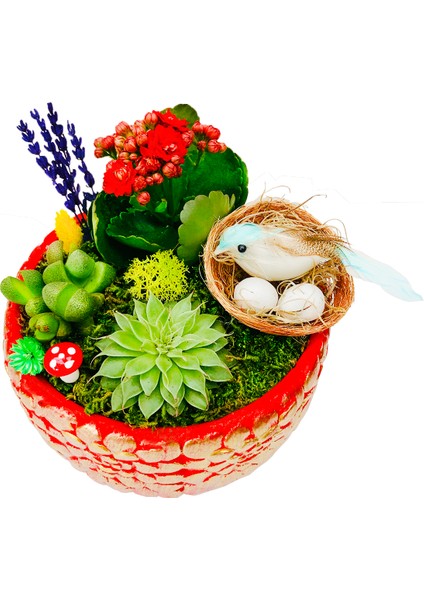 Bird Nest Kalanchoe Sukulent Tasarımı & Beton Kırmızı Saksıda Canlı İç Mekan Bitkileri Çiçek Hediye modelleri