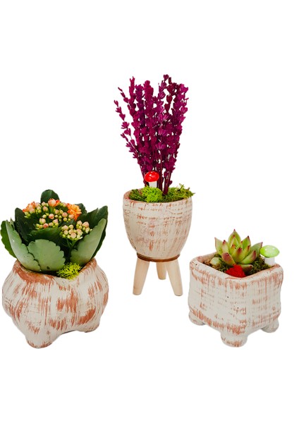 Ayaklı Saksı Lavanta Sukulent ve Kalanchoe Set & Beton Saksı Setinde Hediye Canlı Bitki Kuru Çiçek
