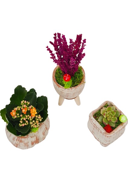 Ayaklı Saksı Lavanta Sukulent ve Kalanchoe Set & Beton Saksı Setinde Hediye Canlı Bitki Kuru Çiçek fiyatları