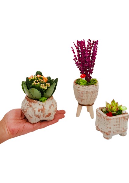 Ayaklı Saksı Lavanta Sukulent ve Kalanchoe Set & Beton Saksı Setinde Hediye Canlı Bitki Kuru Çiçek modelleri