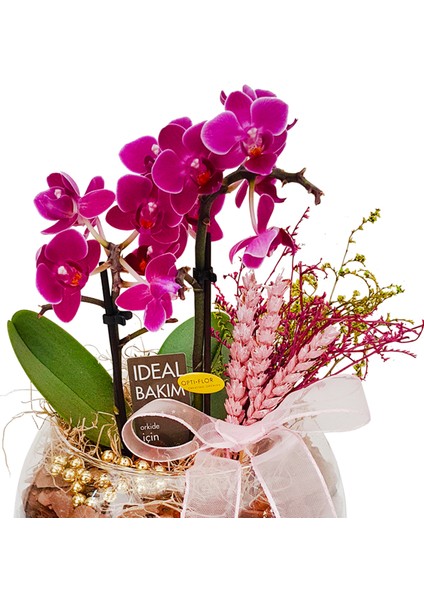 Aqua Pink Phalaenopsis Orkide & Cam Akvaryumda Mini Orkide Çiçeği Hediye Tasarım İç Mekan Bitkileri modelleri