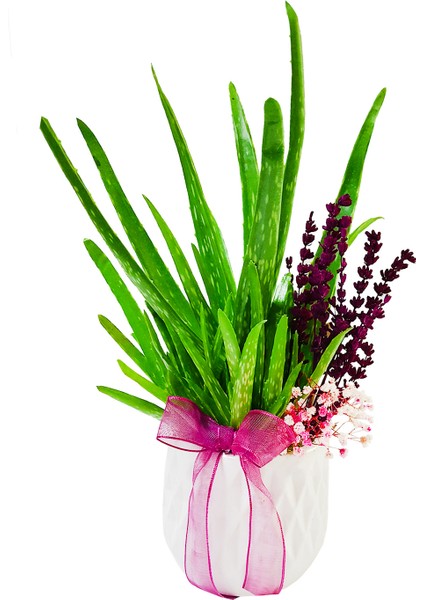 Aloe Vera ve Lavanta & Beyaz Beton Saksıda Sukulent Canlı Bitki Saksı Çiçekleri Hediye Aranjman