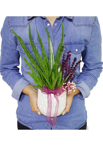 Aloe Vera ve Lavanta & Beyaz Beton Saksıda Sukulent Canlı Bitki Saksı Çiçekleri Hediye Aranjman fiyatları