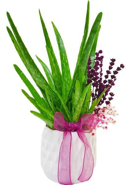 Aloe Vera ve Lavanta & Beyaz Beton Saksıda Sukulent Canlı Bitki Saksı Çiçekleri Hediye Aranjman modelleri