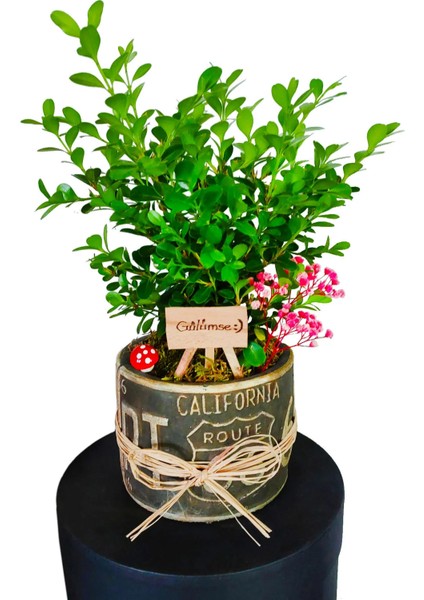 Buxus Bonsai Şimşir California Dekoratif Saksıda Gülümse Tabelalı Canlı Çiçek Bahçesi Hediye Bitki fiyatları