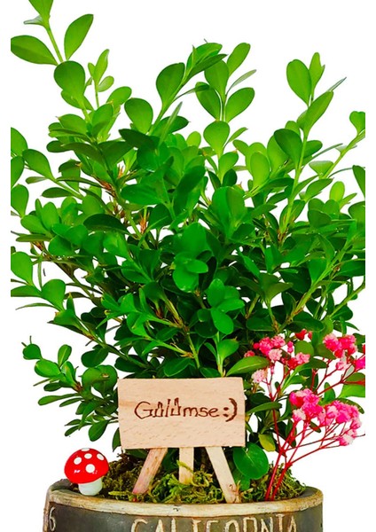 Buxus Bonsai Şimşir California Dekoratif Saksıda Gülümse Tabelalı Canlı Çiçek Bahçesi Hediye Bitki modelleri