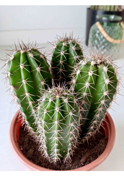 Pachycereus Peçten Aboriginum Kaktüs
