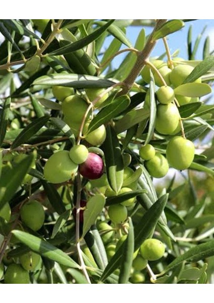 Gemlik Zeytin Ağacı Fidanı modelleri