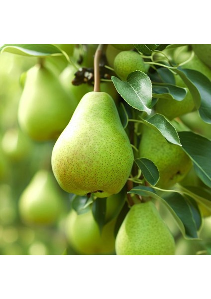 Avrupa Armut Ağacı (European Pear)