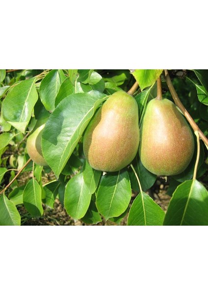 Avrupa Armut Ağacı (European Pear)