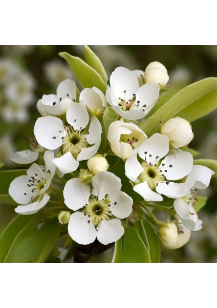 Avrupa Armut Ağacı (European Pear)