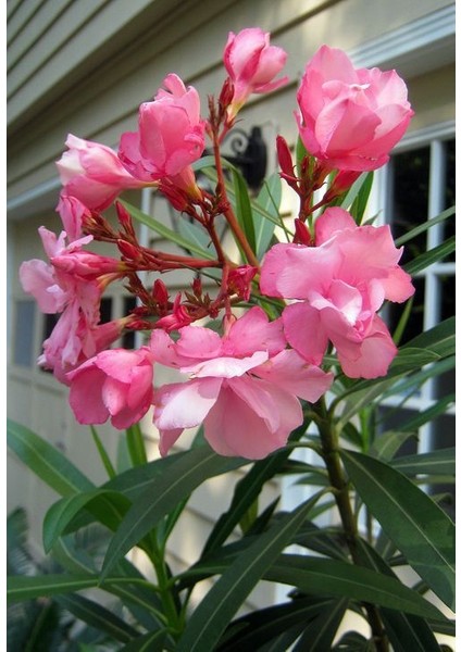 Zakkum Çiçeği 5 Adet - Nerium Oleander Dış Mekan Çiçeği