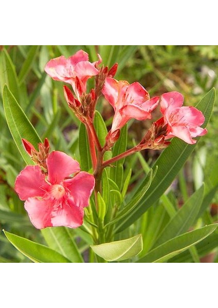 Zakkum Çiçeği 5 Adet - Nerium Oleander Dış Mekan Çiçeği