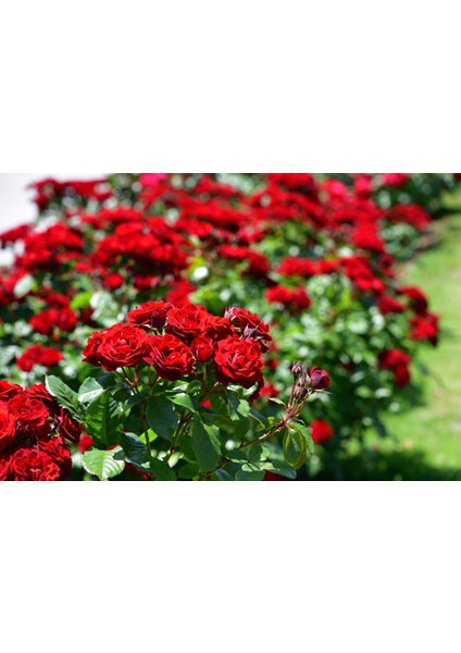 Gül Fidanı 5 Adet - Kırmızı Aşılı Yediveren Bahçe Gülü 30-40 cm