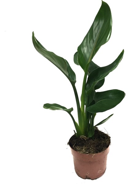 Strelitzia Reginae (Cennet Kuşu Çiçeği)