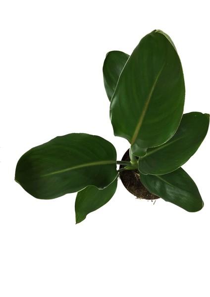 Strelitzia Reginae (Cennet Kuşu Çiçeği) fiyatları