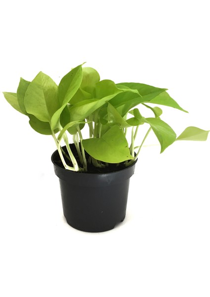 Epipremnum Aureum 'Neon' (Salon Sarmaşığı)