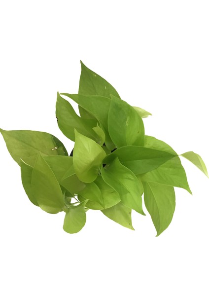 Epipremnum Aureum 'Neon' (Salon Sarmaşığı) fiyatları