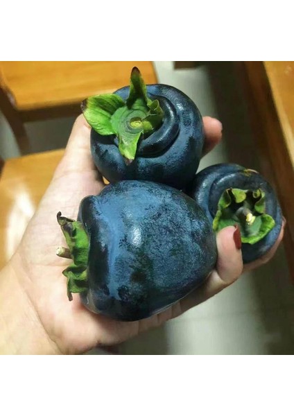Nadir Bir Çeşit Tüplü 3 Yaş Siyah Hurma Fidanı Diospyros Kaki L., Boy 150-180 cm