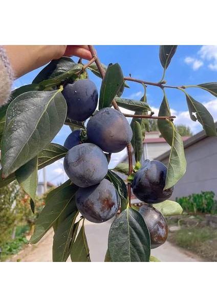 Nadir Bir Çeşit Tüplü 3 Yaş Siyah Hurma Fidanı Diospyros Kaki L., Boy 150-180 cm