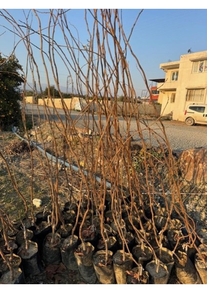 Nadir Bir Çeşit Tüplü 3 Yaş Siyah Hurma Fidanı Diospyros Kaki L., Boy 150-180 cm