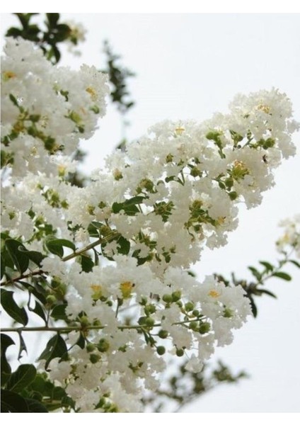 Lagerstromia İndica Beyaz Oya Çiçeği Fidanı 40 - 60 cm