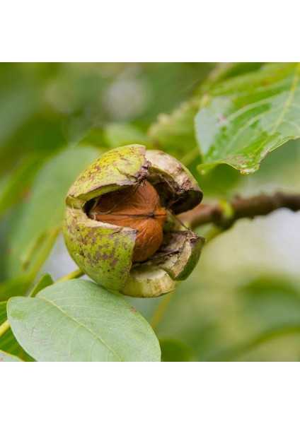 Chandler Ceviz Fidanı Chandler Walnut