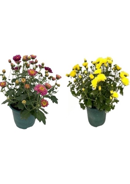 Karışık Renk Kasımpatı Çiçeği 2 Li Set 10-20 cm