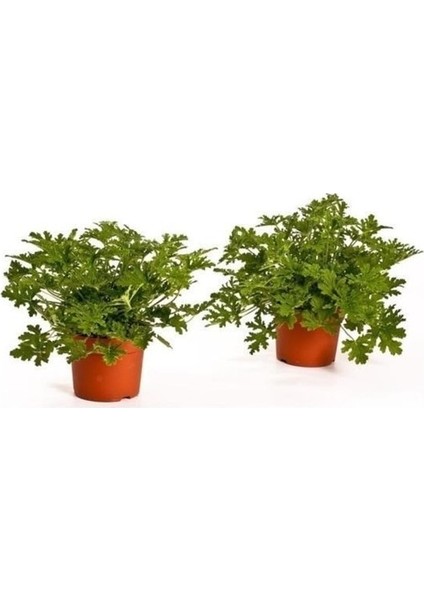 Üretim Saksılı Itır Çiçeği 2 Adet 15 - 25 cm fiyatları