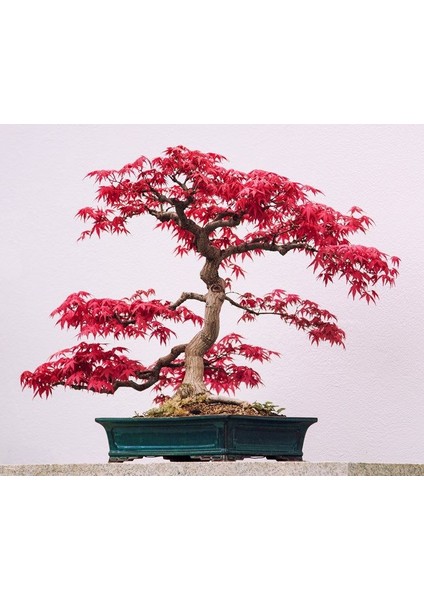 Kırmızı Japon Akçaağacı Tohumu 50 Adet ( Acer Palmatum )