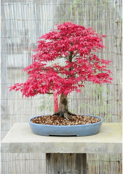 Kırmızı Japon Akçaağacı Tohumu 50 Adet ( Acer Palmatum ) fiyatları