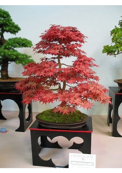 Kırmızı Japon Akçaağacı Tohumu 50 Adet ( Acer Palmatum ) indirimleri