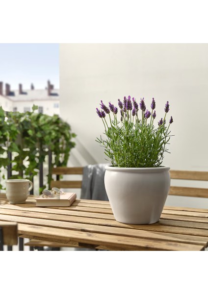 Lavanta Çiçeği 2l Saksılı - Lavandula Potted Plant