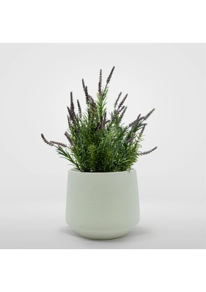 Lavanta Çiçeği 2l Saksılı - Lavandula Potted Plant