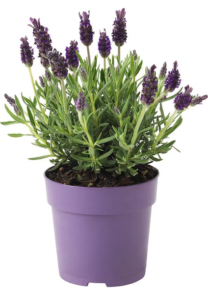 Lavanta Çiçeği 2l Saksılı - Lavandula Potted Plant