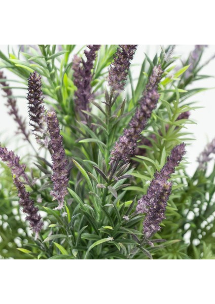 Lavanta Çiçeği 2l Saksılı - Lavandula Potted Plant