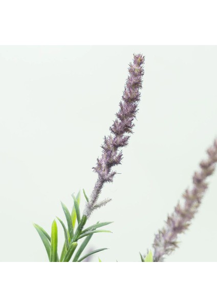 Lavanta Çiçeği 2l Saksılı - Lavandula Potted Plant