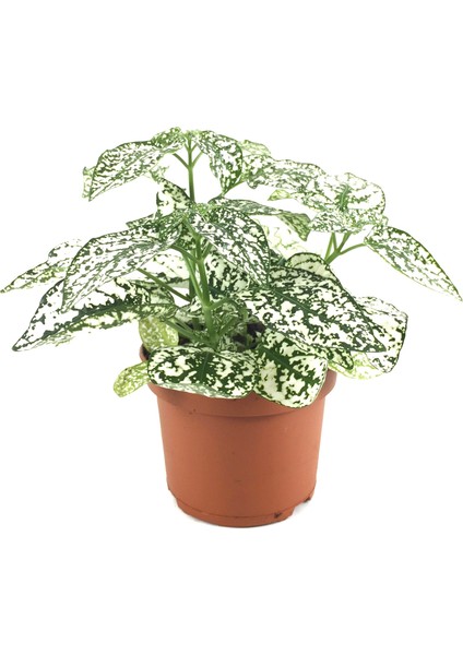 Hypoestes Phyllostachya 'White' (Hostes Çiçeği)