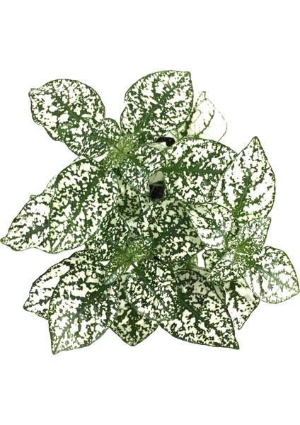 Hypoestes Phyllostachya 'White' (Hostes Çiçeği) fiyatları
