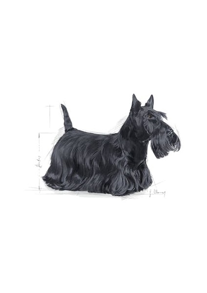 Mini Dermacomfort Yetişkin Köpek Maması 3 Kg