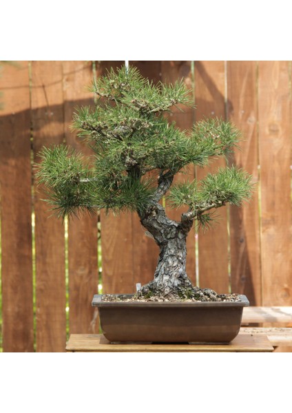 Japon Karaçamı Bonsai NO.646