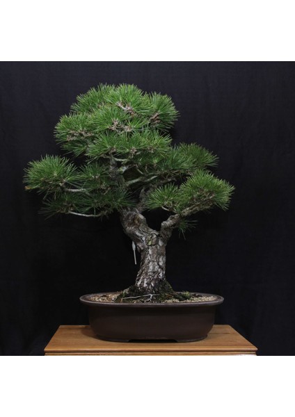 Japon Karaçamı Bonsai NO.646